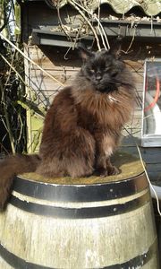 Maine Coon Binq